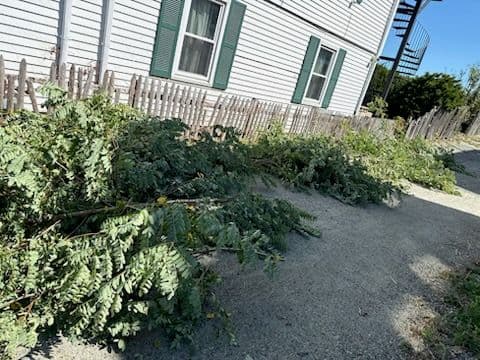 Expert Tree Removal and Yard Transformation