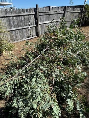 Expert Tree Removal and Yard Transformation