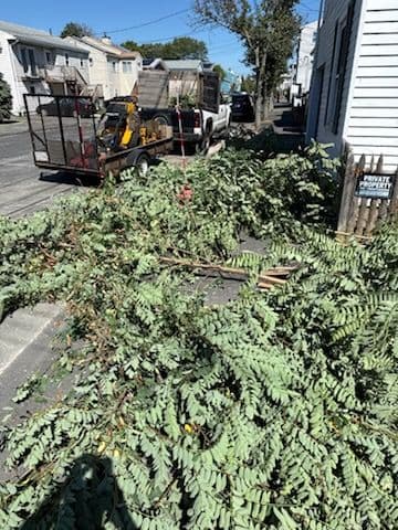 Expert Tree Removal and Yard Transformation