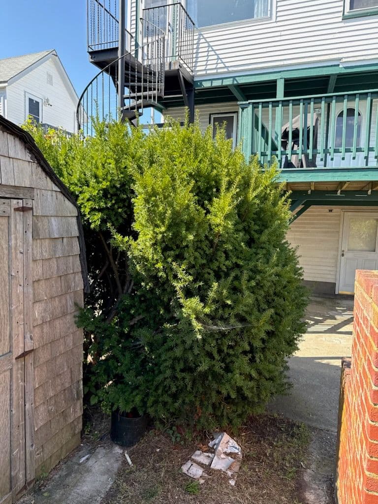 Overgrown Bushes Transformed by BD Landscaping