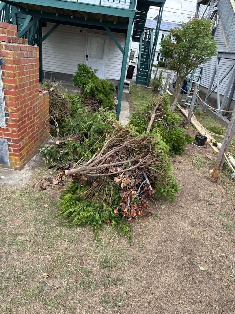 Transformative Yard Clean-Up Service
