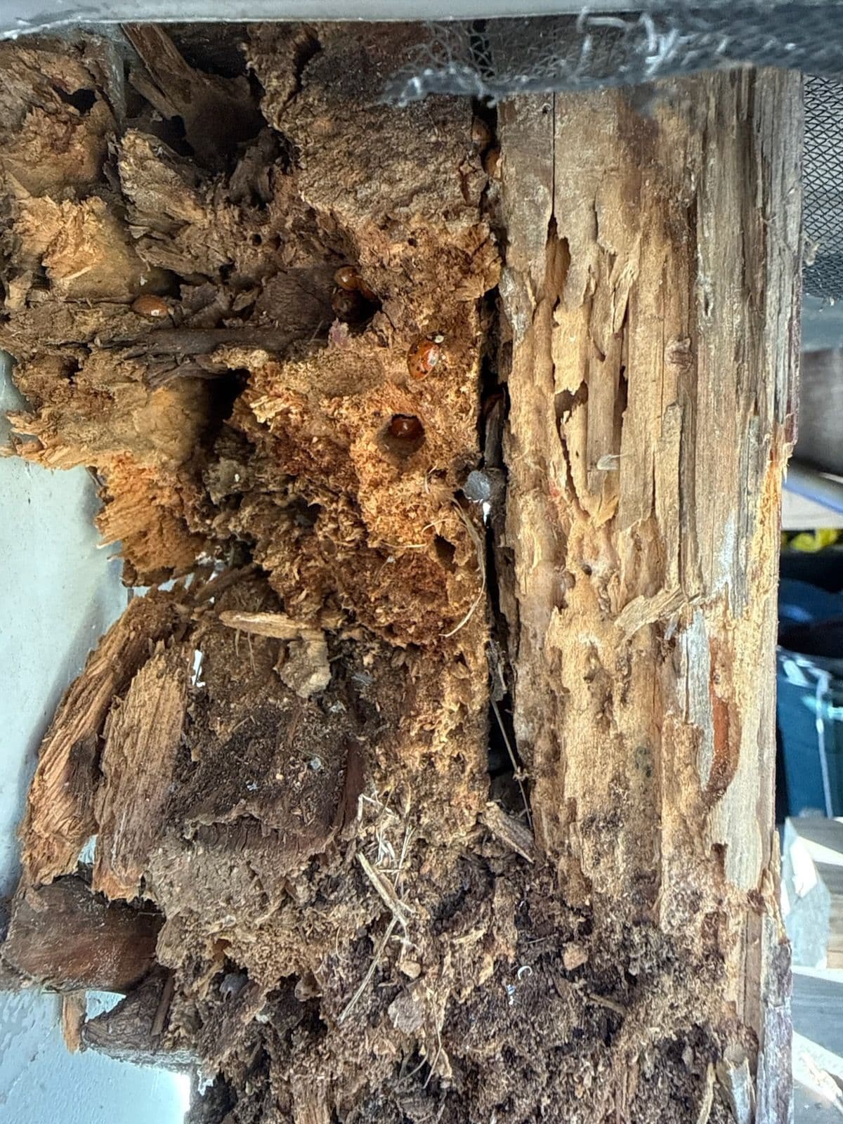 Project Termite and Rot Damage Repair by B's & D's Landscaping and Construction LLC image