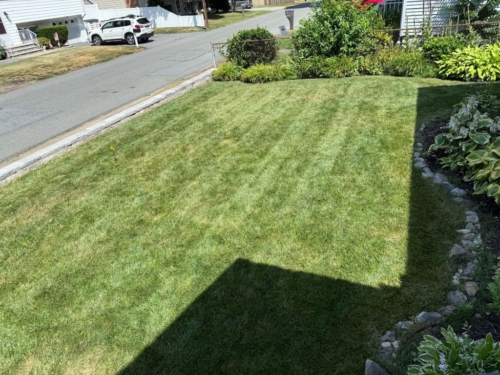 Project Lush Lawn Achieved through Expert Lawn Care image