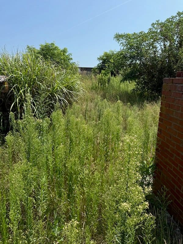 Lush Yard Makeover by B's & D's Landscaping image
